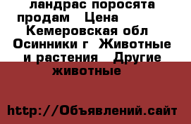 ландрас поросята продам › Цена ­ 3 500 - Кемеровская обл., Осинники г. Животные и растения » Другие животные   